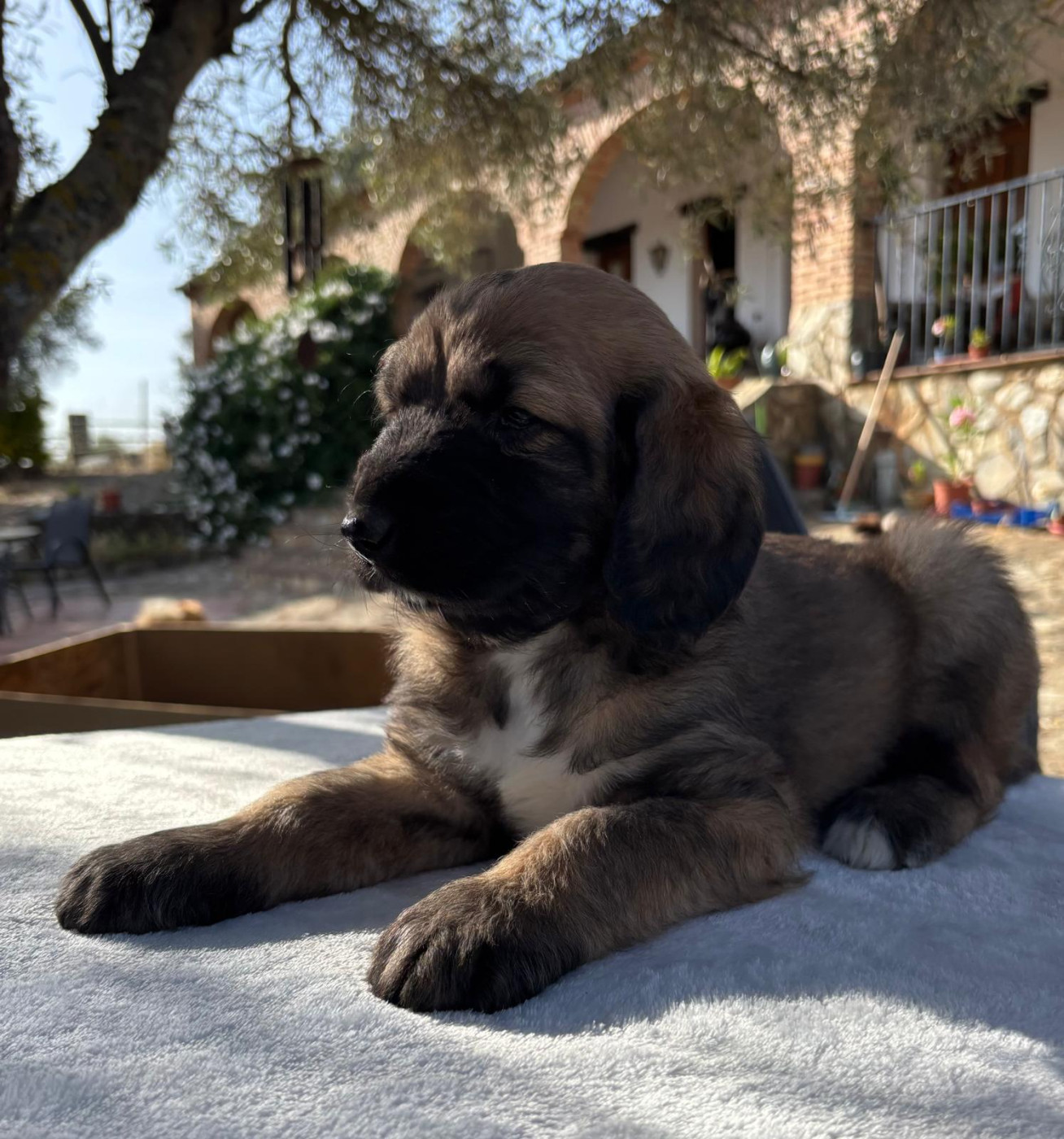 du Domaine des Lavagnes - Chiots disponibles - Levrier afghan