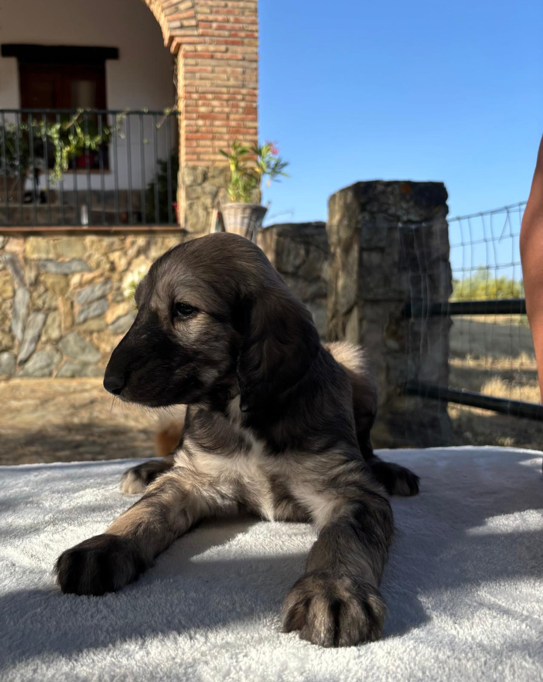 du Domaine des Lavagnes - Chiots disponibles - Levrier afghan