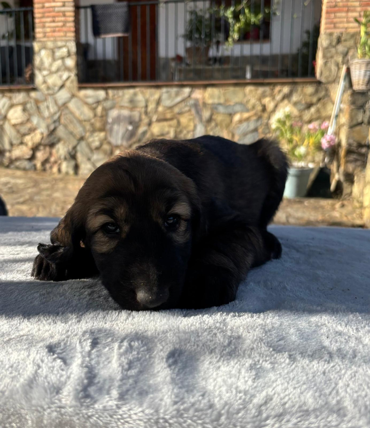 du Domaine des Lavagnes - Chiots disponibles - Levrier afghan