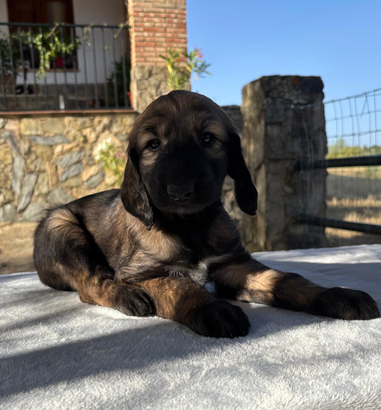 du Domaine des Lavagnes - Chiots disponibles - Levrier afghan