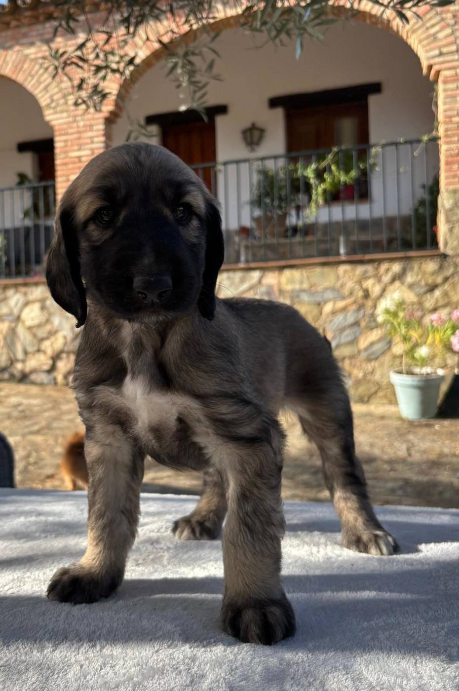 du Domaine des Lavagnes - Chiots disponibles - Levrier afghan