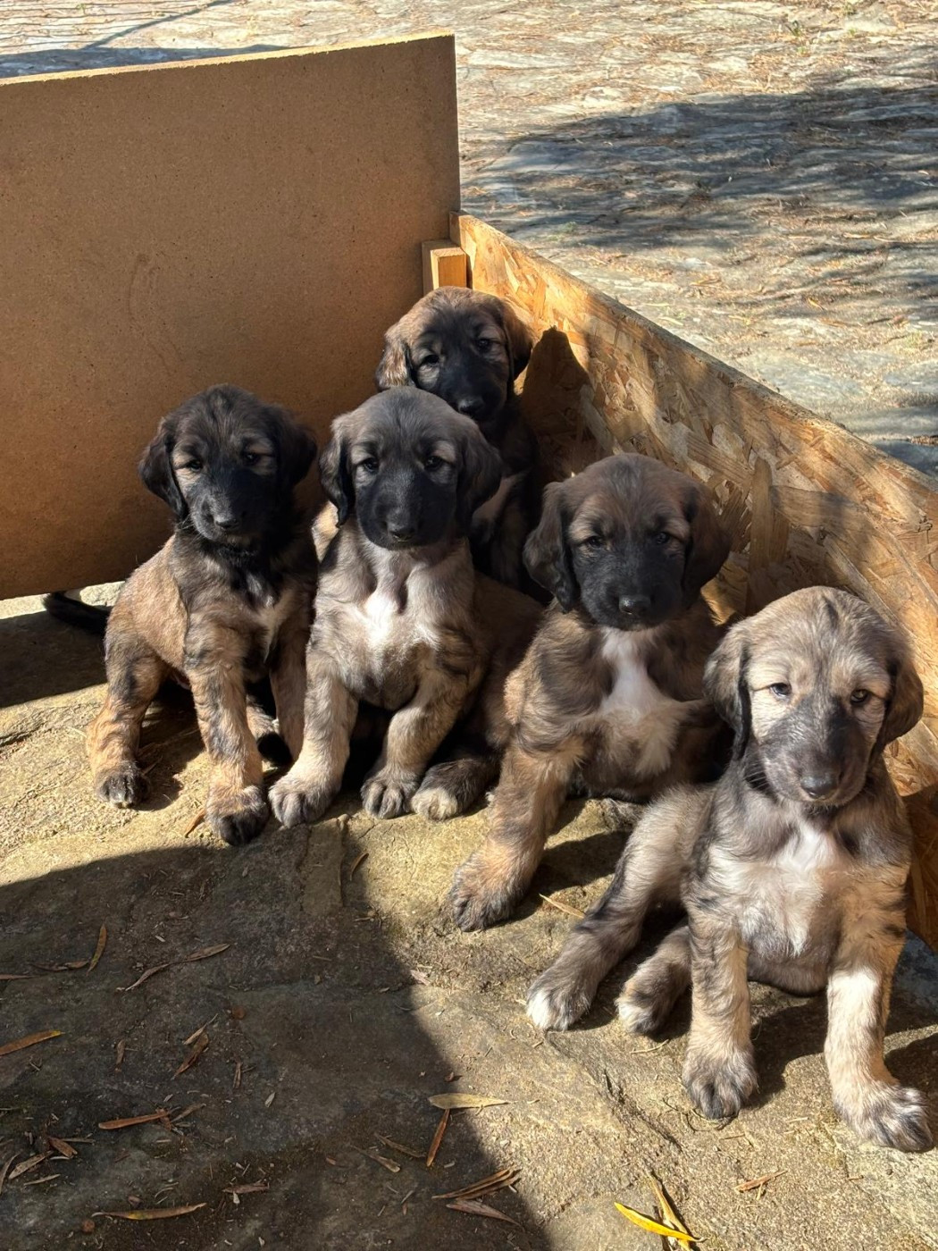 Chiot Levrier afghan du Domaine des Lavagnes