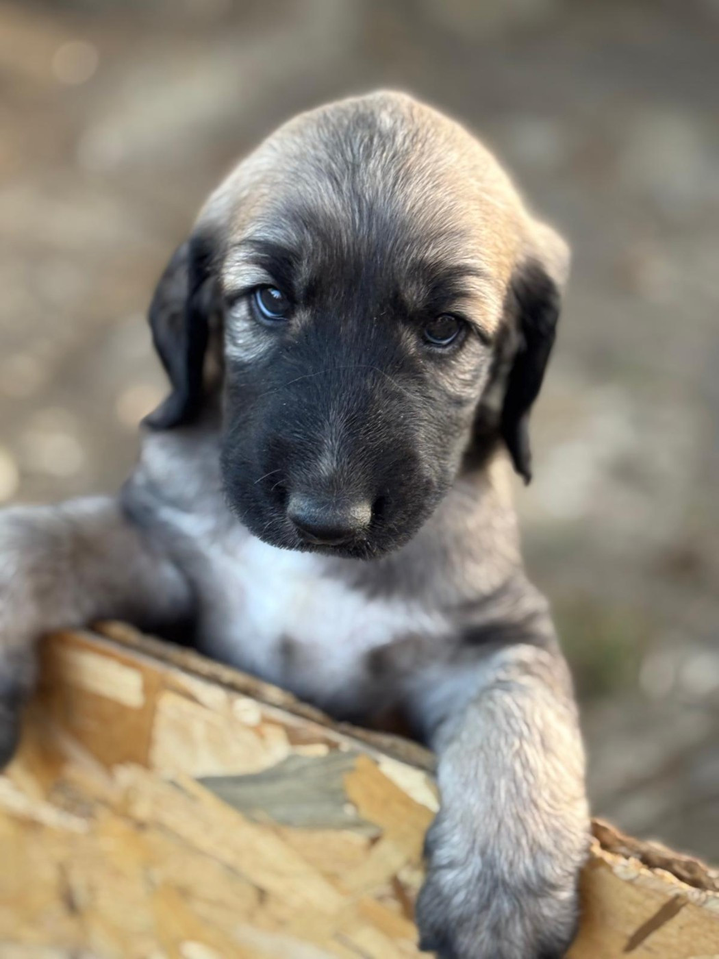 du Domaine des Lavagnes - Chiots disponibles - Levrier afghan
